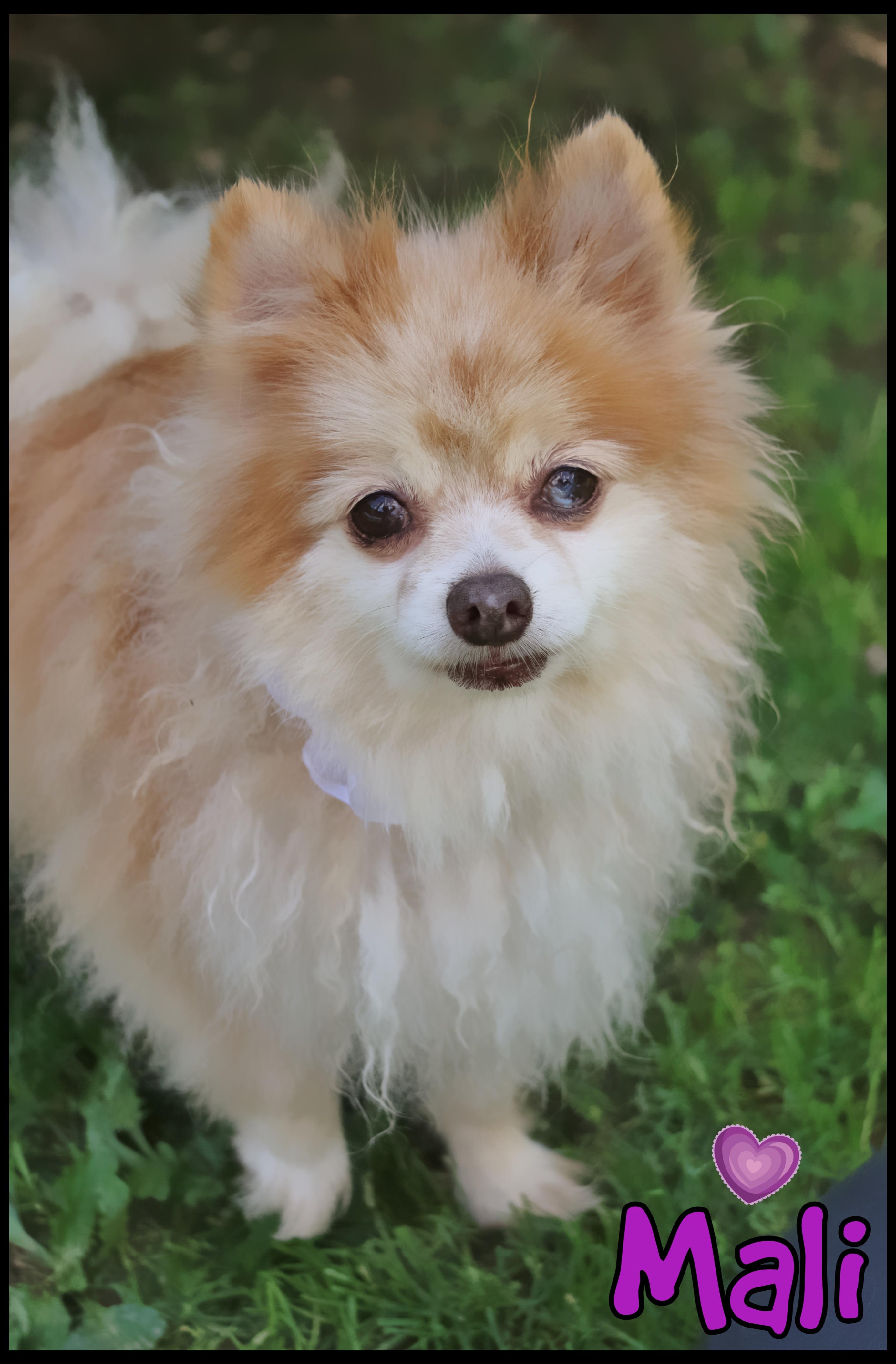 Enlarge Mali, a Adopted Pomeranian in Shippenville, PA image 2/5