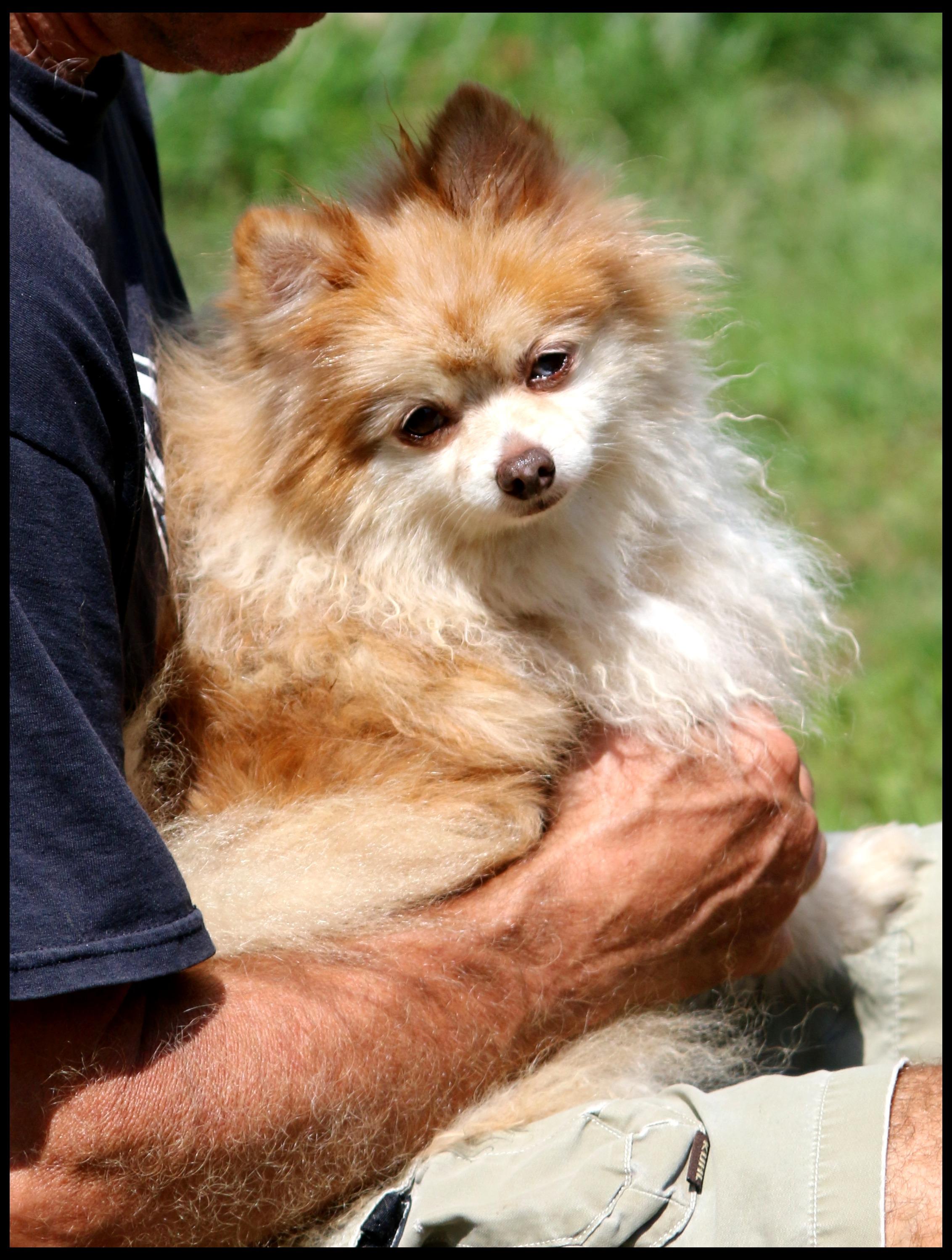 Enlarge Mali, a Adopted Pomeranian in Shippenville, PA image 4/5