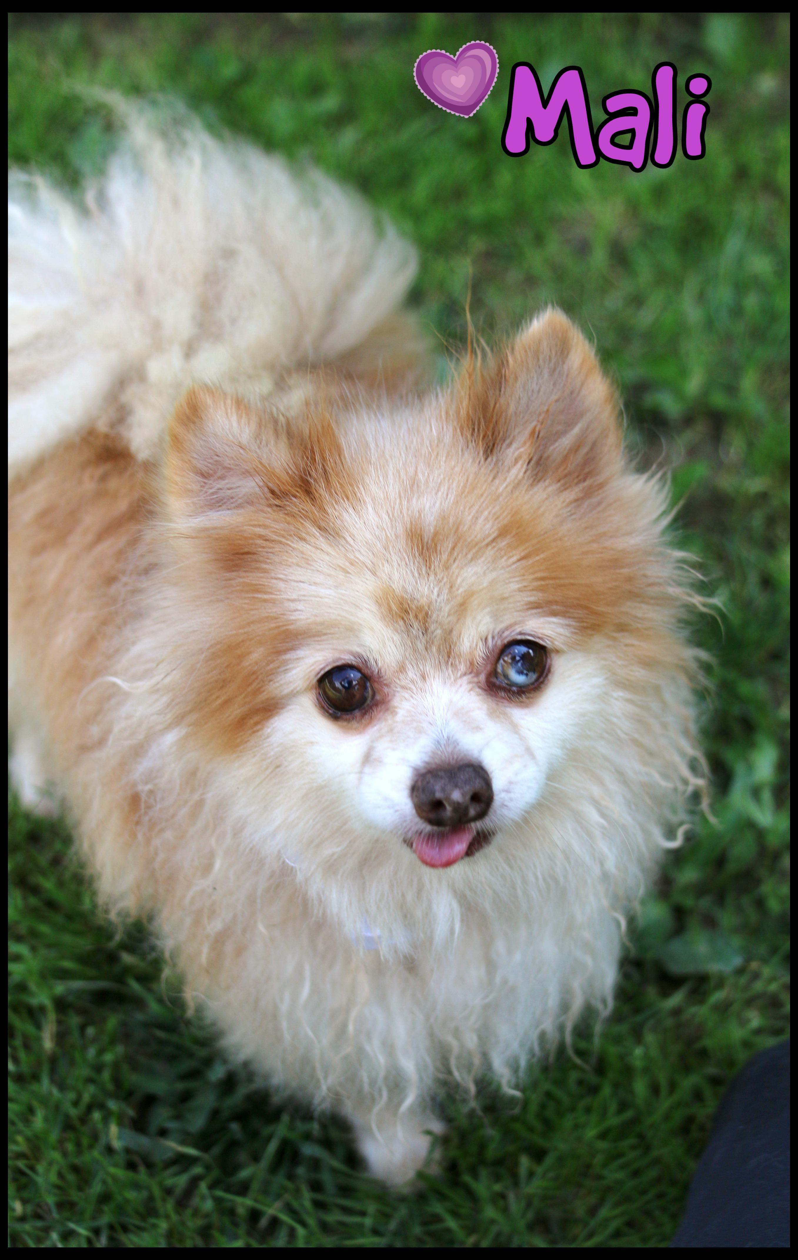 Enlarge Mali, a Adopted Pomeranian in Shippenville, PA image 3/5