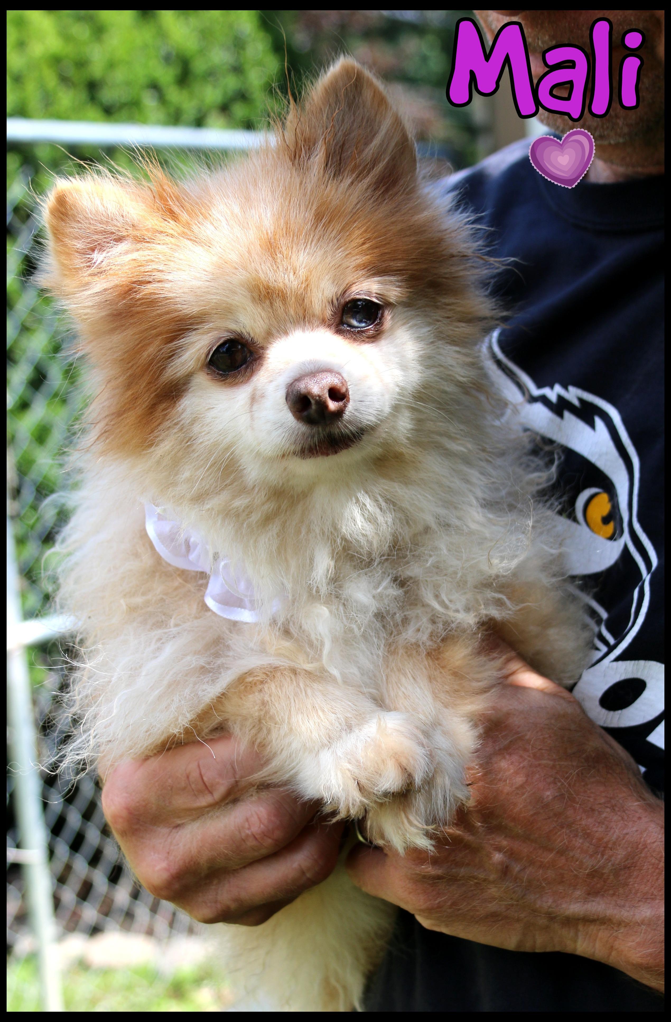 Enlarge Mali, a Adopted Pomeranian in Shippenville, PA image 1/5