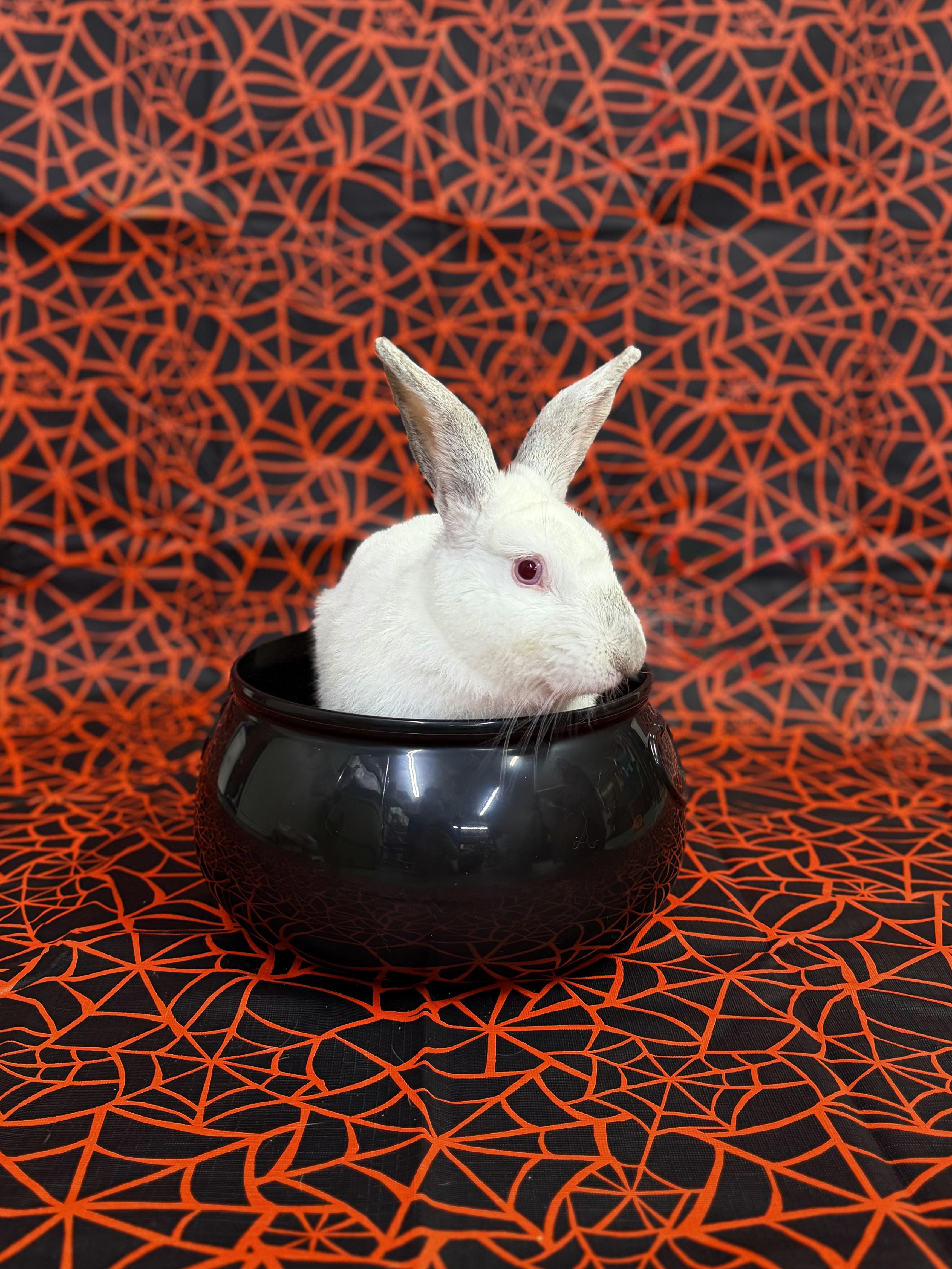 Chester, Adoptable, Young Male Californian.