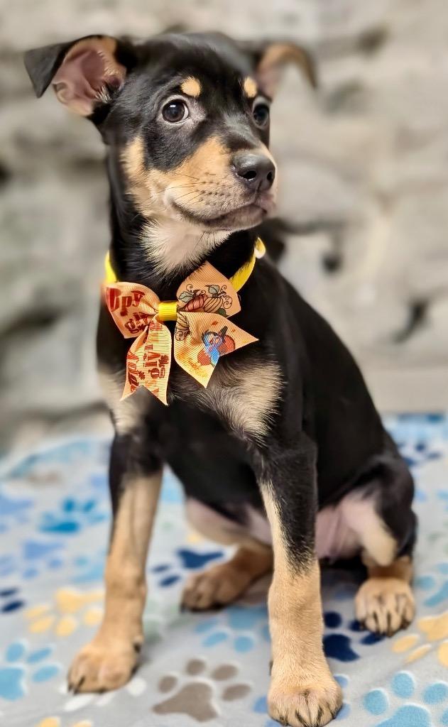 Ophelia-Adorable Puppy!, Adopted, Puppy Female Carolina Dog & Miniature Pinscher.