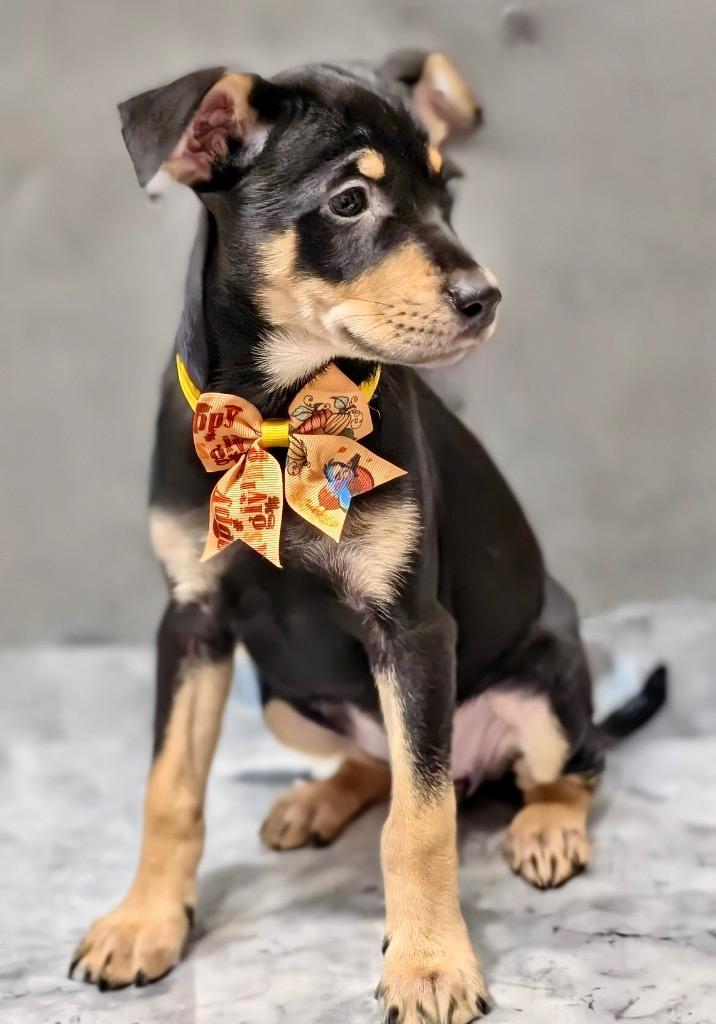 Enlarge Ophelia-Adorable Puppy!, a Adopted mixed breed in Fort Myers, FL image 2/3