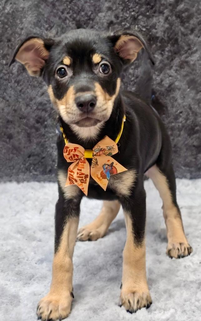 Enlarge Ophelia-Adorable Puppy!, a Adopted mixed breed in Fort Myers, FL image 3/3