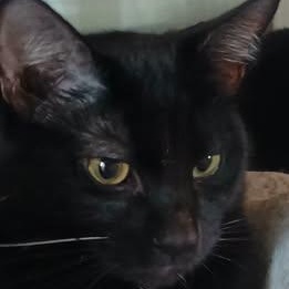 AIDEN, a ADOPTABLE Domestic Short Hair in Wolcott, VT image 1/2