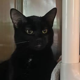 AIDEN, a ADOPTABLE Domestic Short Hair in Wolcott, VT image 2/2