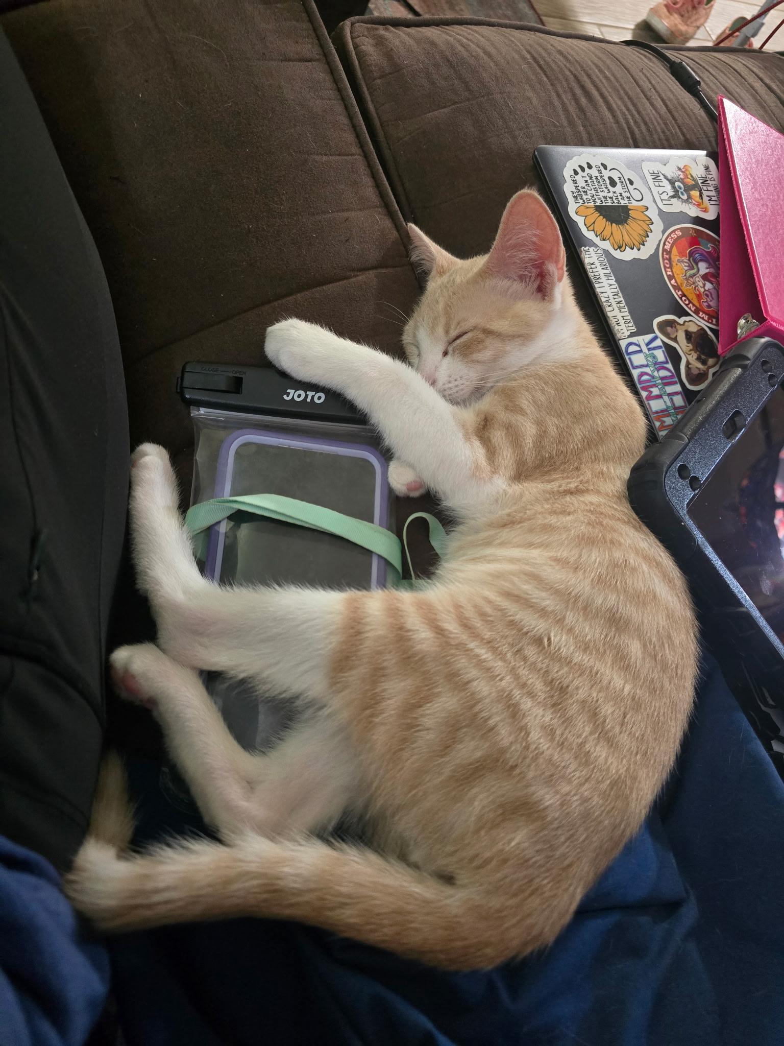 Enlarge Remy, a Adoptable Domestic Short Hair in Boston, MA image 5/6