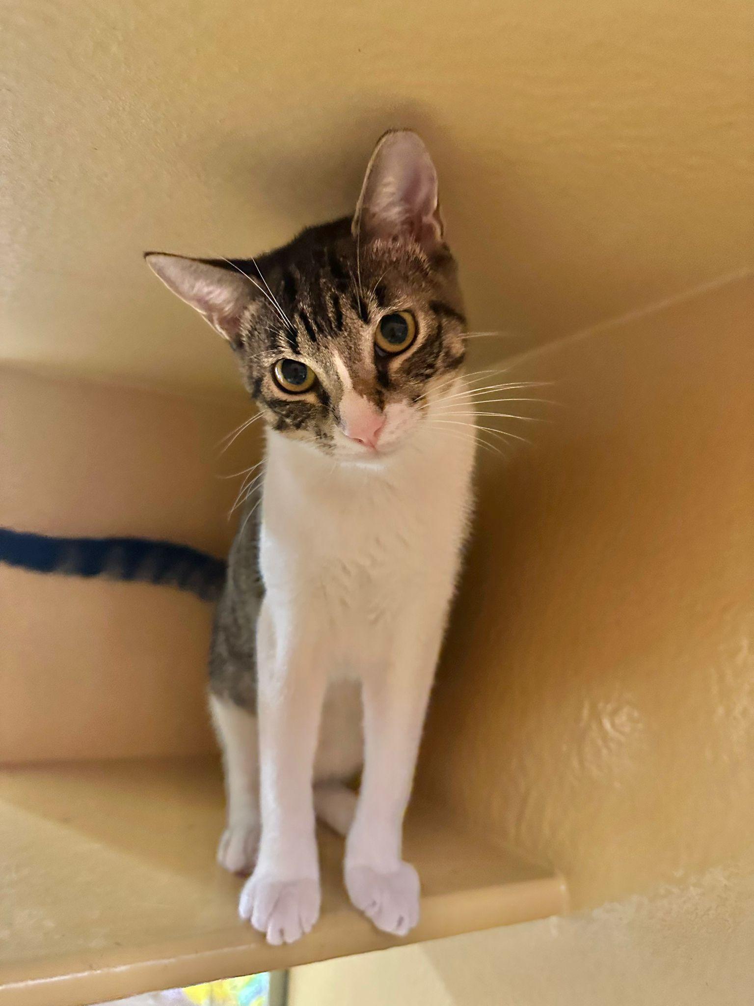 Antonella, a Adoptable Domestic Short Hair in Manchester, NH image 5/6