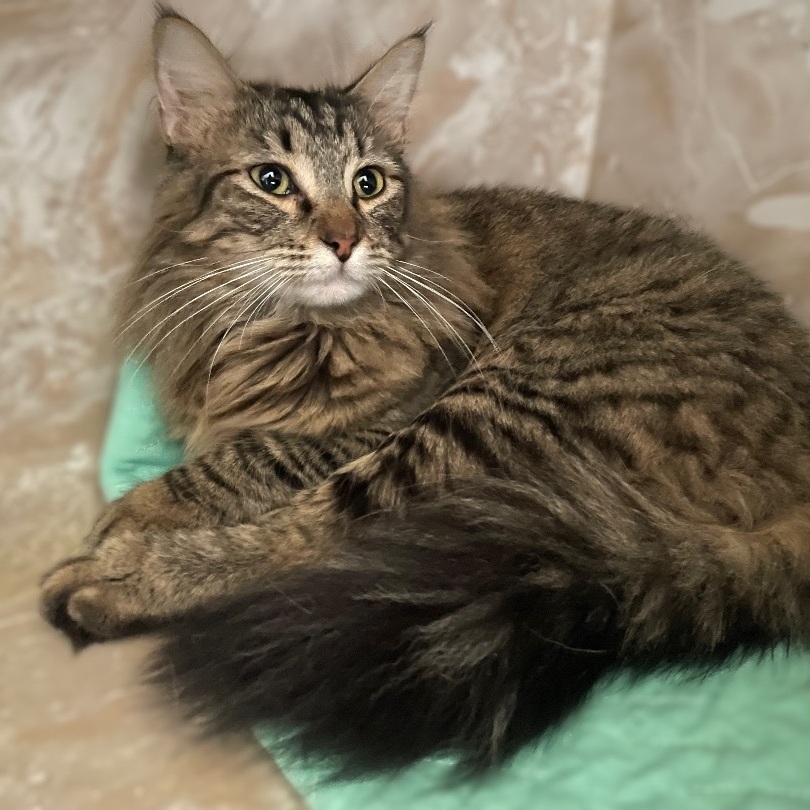 Enlarge Franklin, a Adopted Domestic Long Hair in Bellevue, WA image 1/3