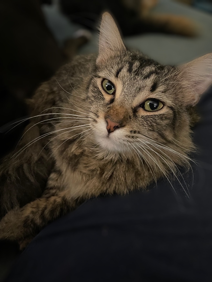 Enlarge Franklin, a Adopted Domestic Long Hair in Bellevue, WA image 2/3