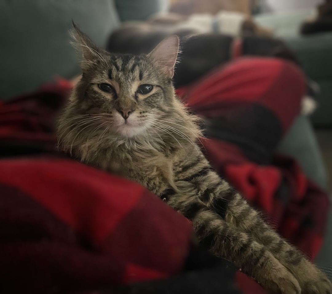 Enlarge Franklin, a Adopted Domestic Long Hair in Bellevue, WA image 3/3