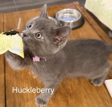 Enlarge Huckleberry W, an adopted Domestic Short Hair in Fair Oaks, CA image 4/4