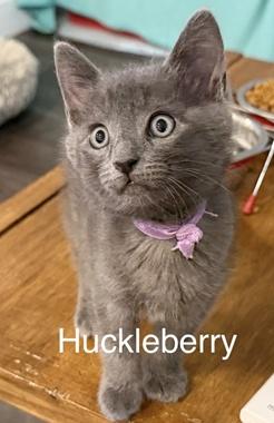 Enlarge Huckleberry W, an adopted Domestic Short Hair in Fair Oaks, CA image 3/4