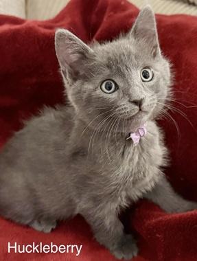 Huckleberry W, adopted, Kitten Male Domestic Short Hair.