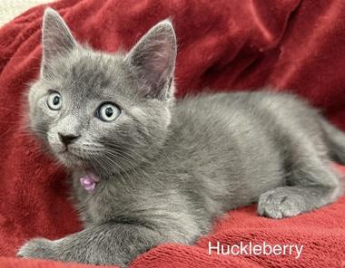 Enlarge Huckleberry W, an adopted Domestic Short Hair in Fair Oaks, CA image 2/4