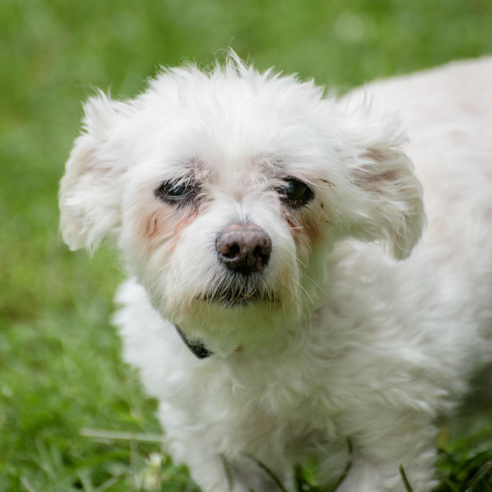 Enlarge Harry, a Adoptable Maltipoo in Lambertville, NJ image 2/4