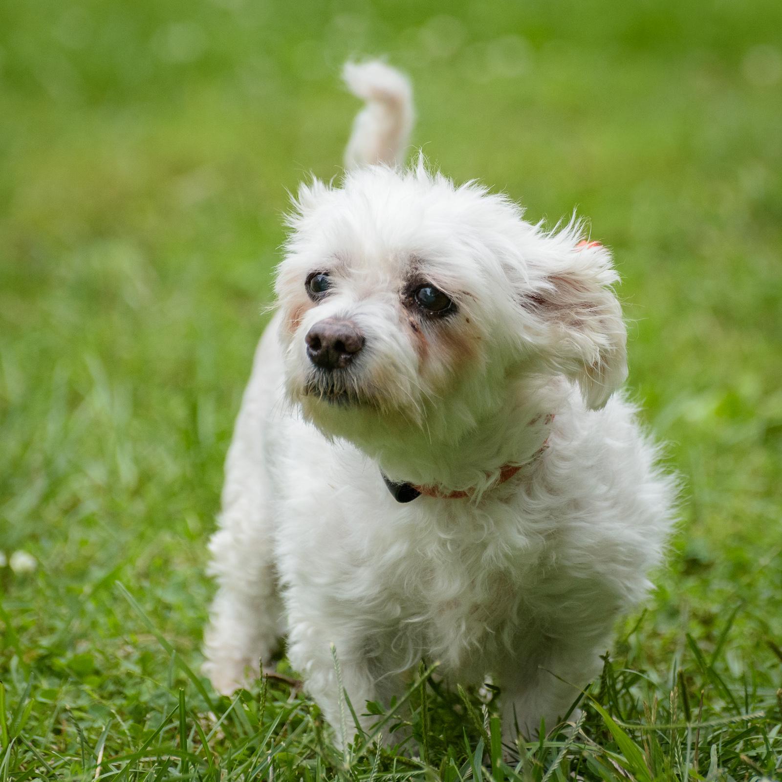 Enlarge Harry, a Adoptable Maltipoo in Lambertville, NJ image 4/4