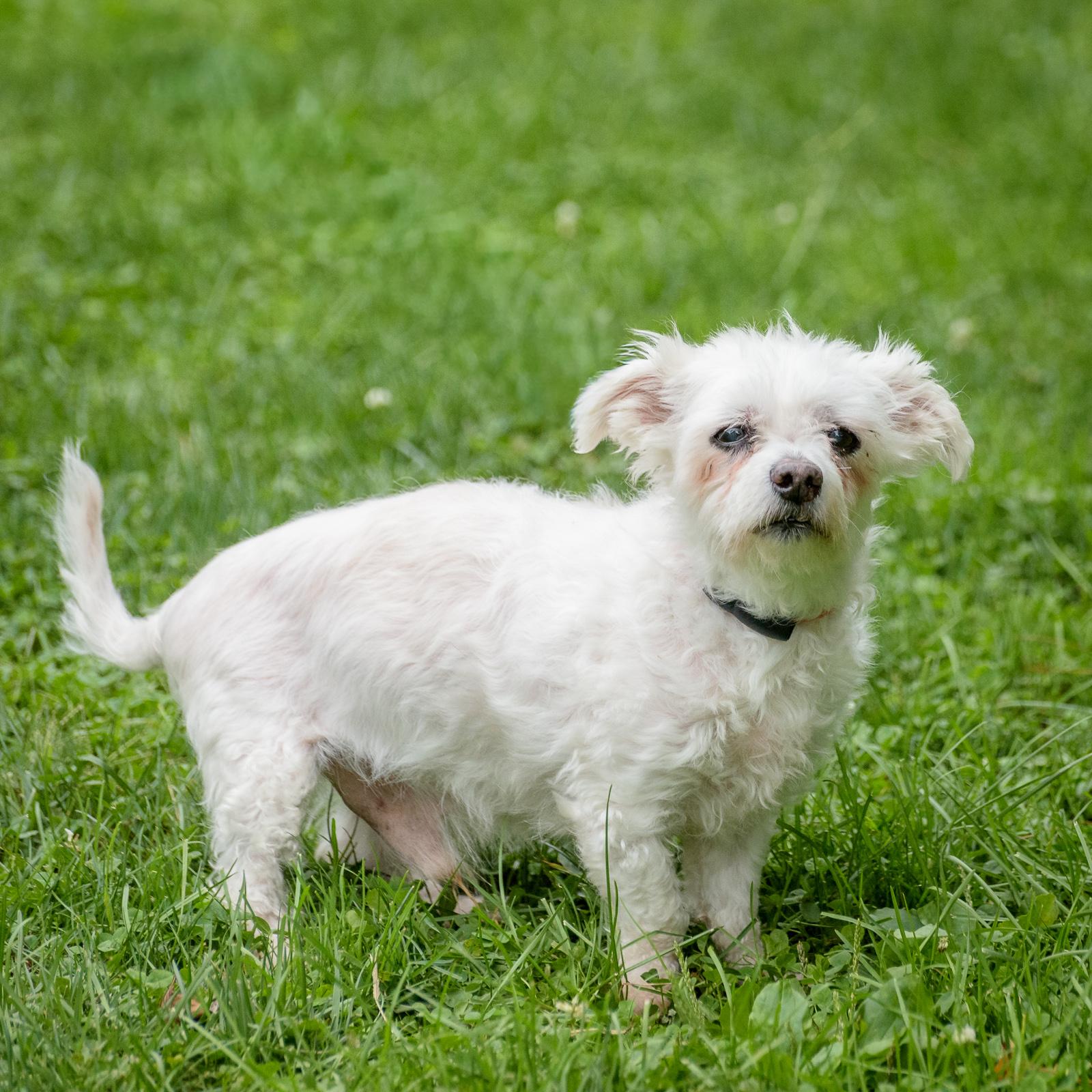 Enlarge Harry, a Adoptable Maltipoo in Lambertville, NJ image 3/4