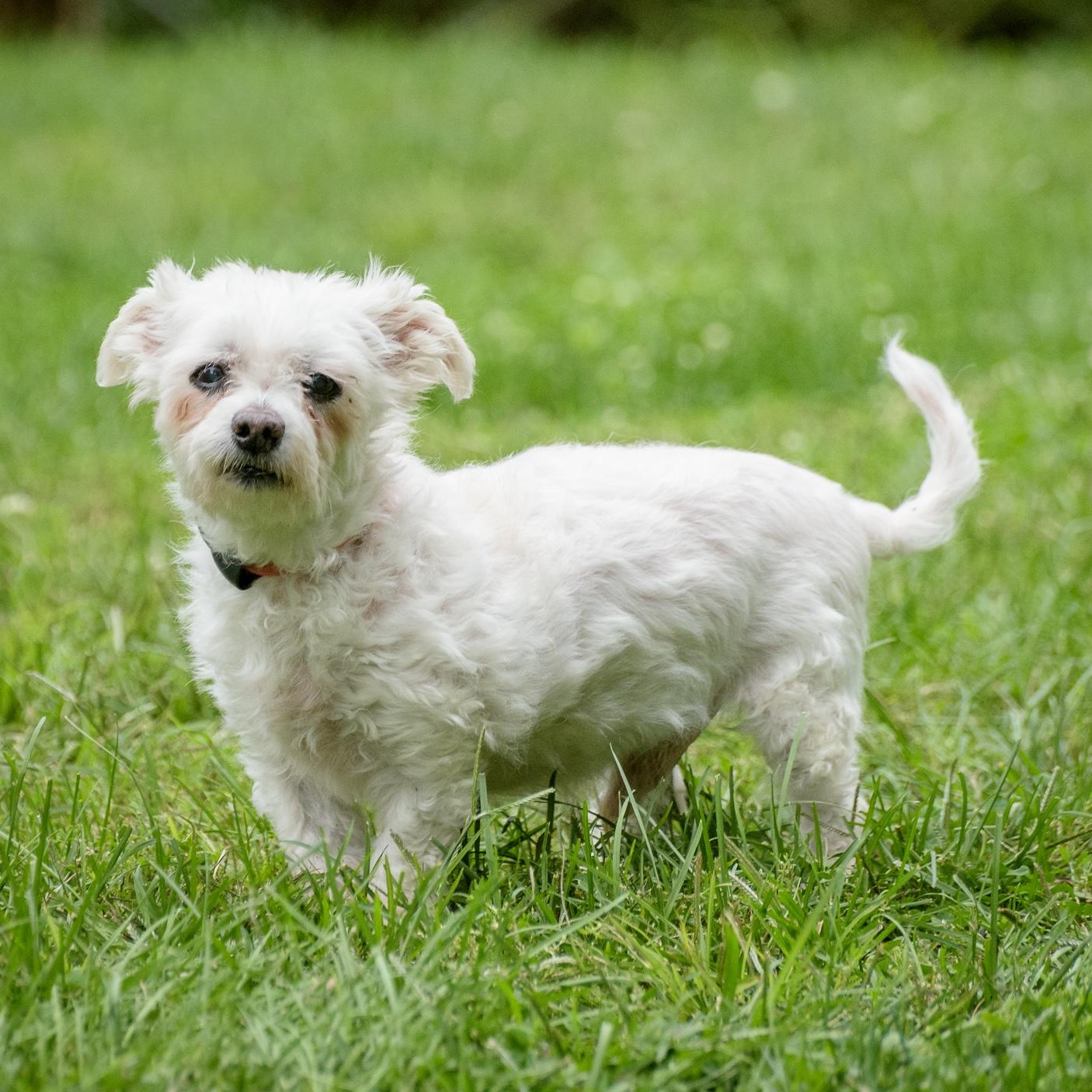 Enlarge Harry, a Adoptable Maltipoo in Lambertville, NJ image 1/4