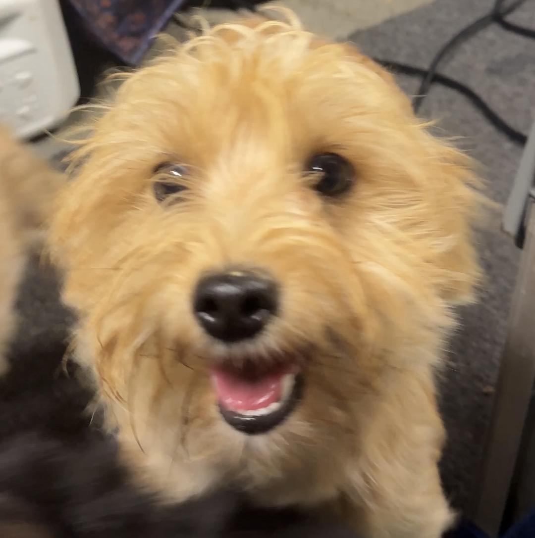 Q-tip, Adoptable, Young Male Yorkshire Terrier.