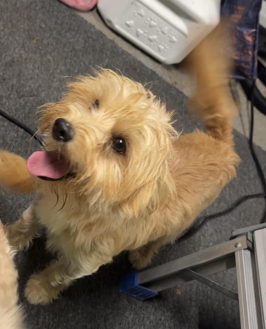 Enlarge Q-tip, a Adoptable Yorkshire Terrier in Falmouth, MA image 2/4