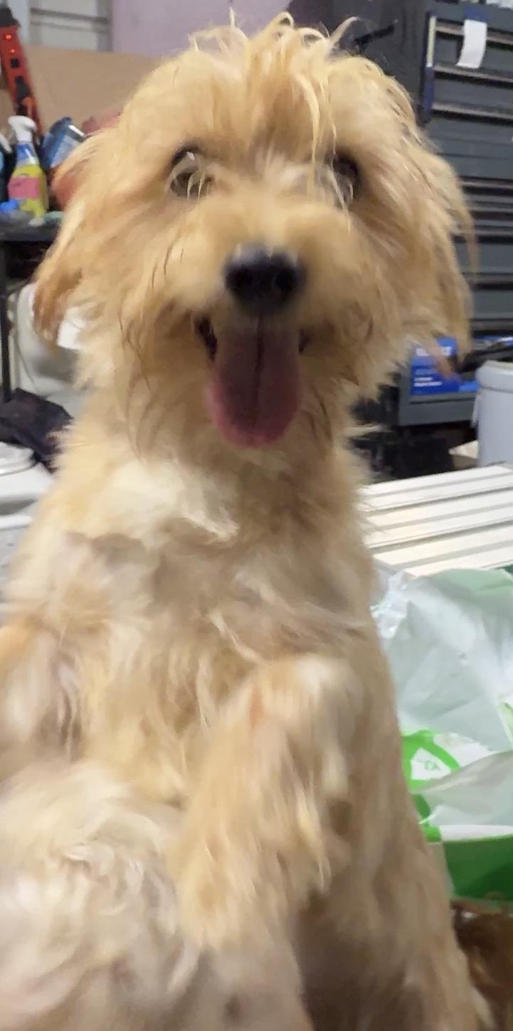 Enlarge Q-tip, a Adoptable Yorkshire Terrier in Falmouth, MA image 3/4