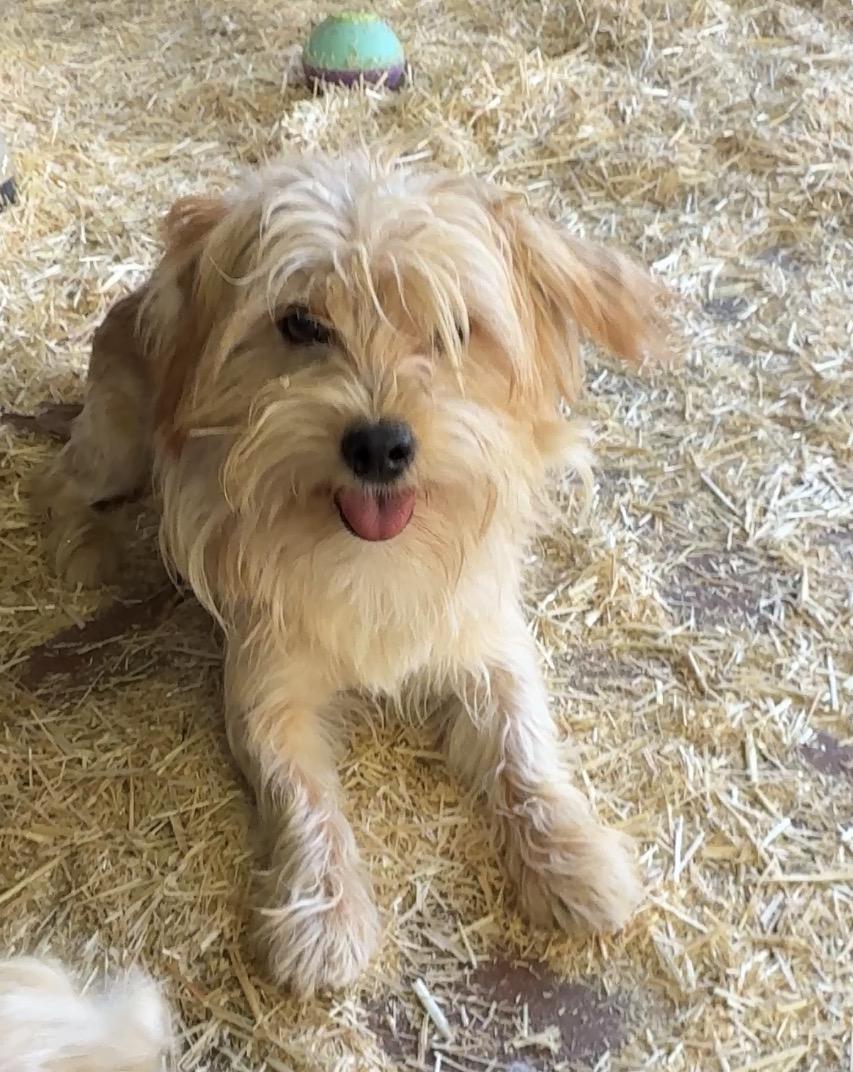 Enlarge Q-tip, a Adoptable Yorkshire Terrier in Falmouth, MA image 4/4