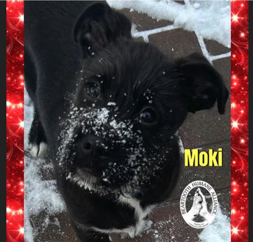 Moki, ADOPTABLE, Young Male Mixed Breed.