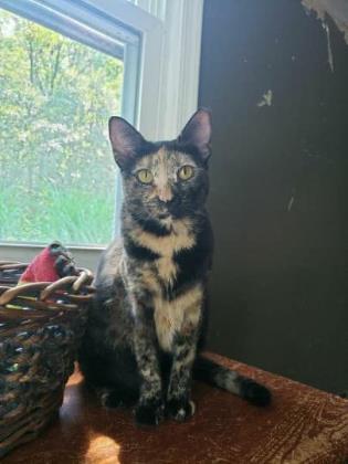 Mia, Adoptable, Adult Female Domestic Short Hair & Domestic Short Hair.