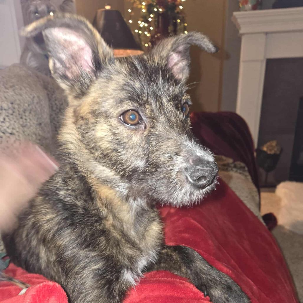 Margo, Adoptable, Young Female Terrier & Mixed Breed.