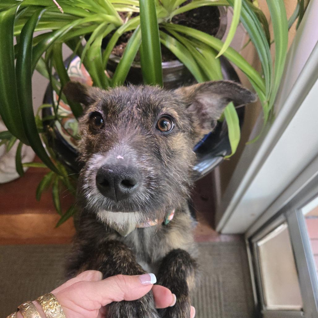 Margo, a Adoptable mixed breed in Bend, OR image 2/6