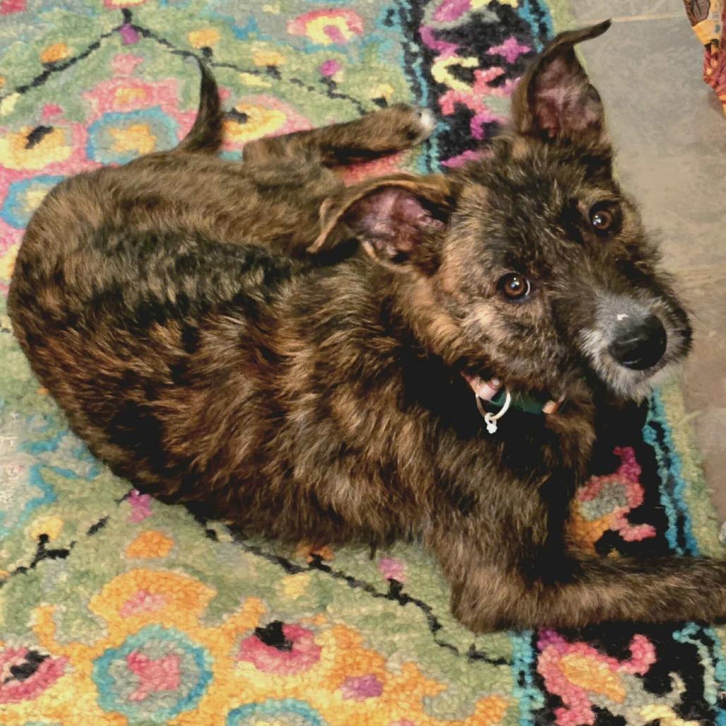 Margo, a Adoptable mixed breed in Bend, OR image 3/6