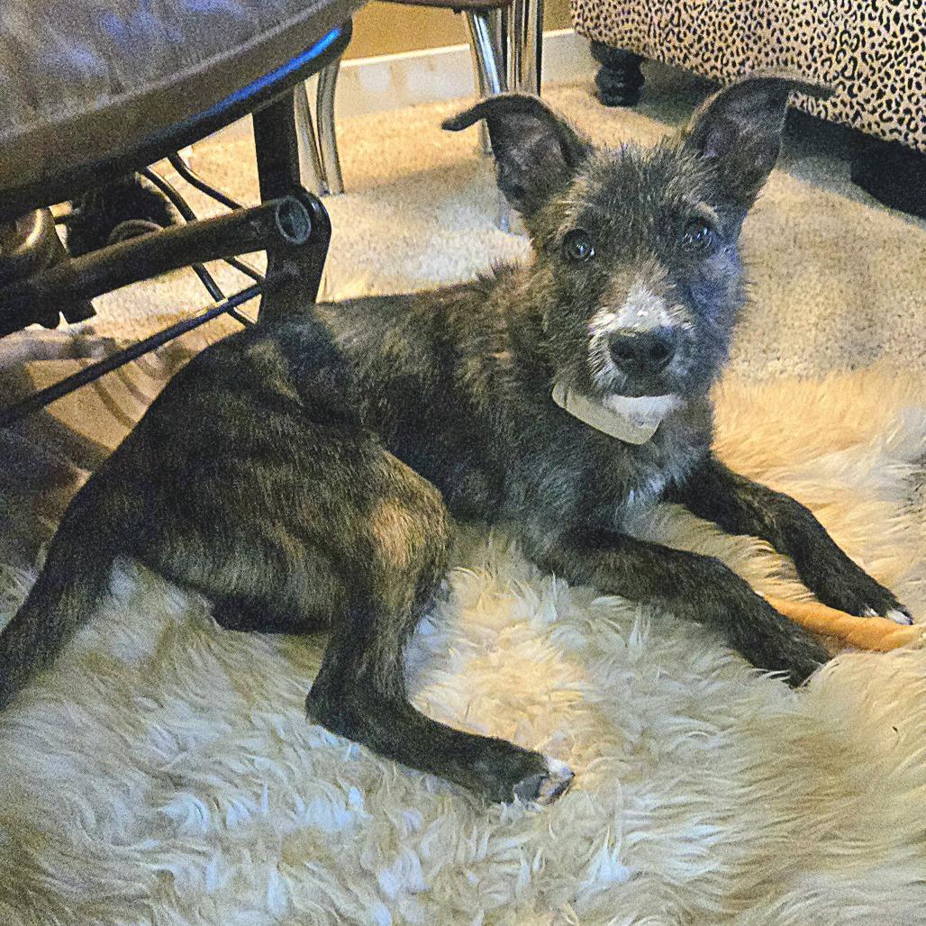 Margo, a Adoptable mixed breed in Bend, OR image 4/6