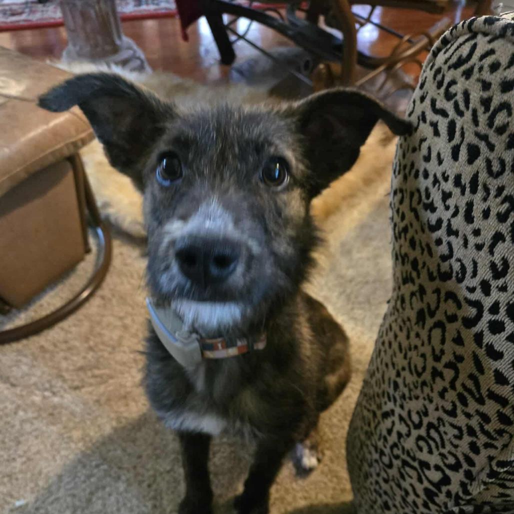 Margo, a Adoptable mixed breed in Bend, OR image 5/6