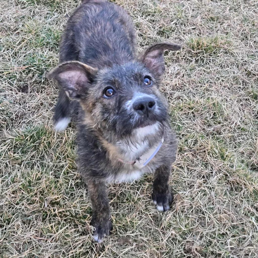 Margo, a Adoptable mixed breed in Bend, OR image 6/6