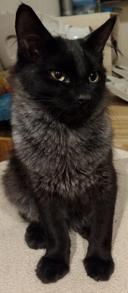 Frisco, Adoptable, Adult Male Domestic Medium Hair.