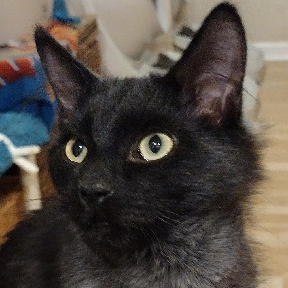 Enlarge Frisco, a Adoptable Domestic Medium Hair in Salinas, CA image 2/6