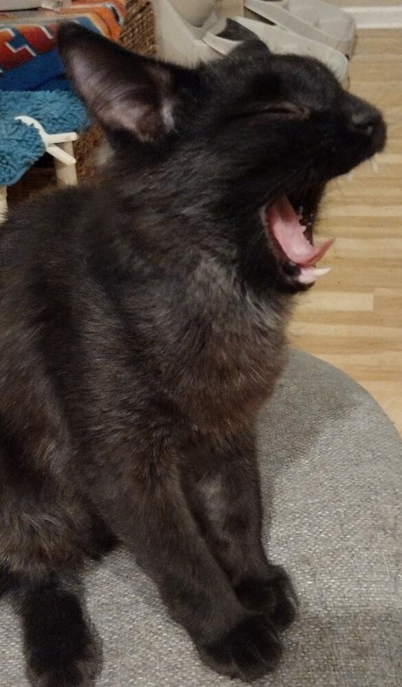 Enlarge Frisco, a Adoptable Domestic Medium Hair in Salinas, CA image 3/6