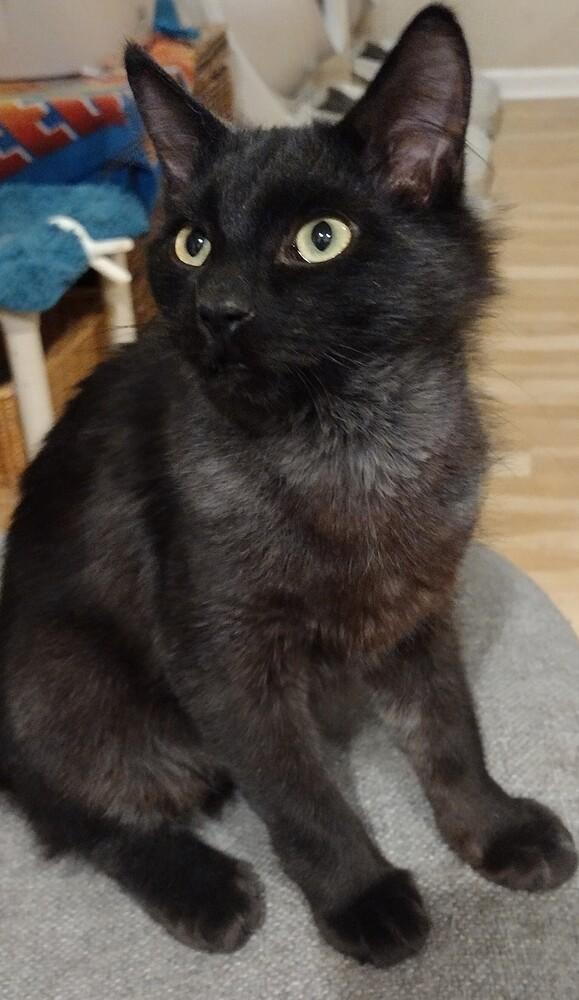 Enlarge Frisco, a Adoptable Domestic Medium Hair in Salinas, CA image 4/6