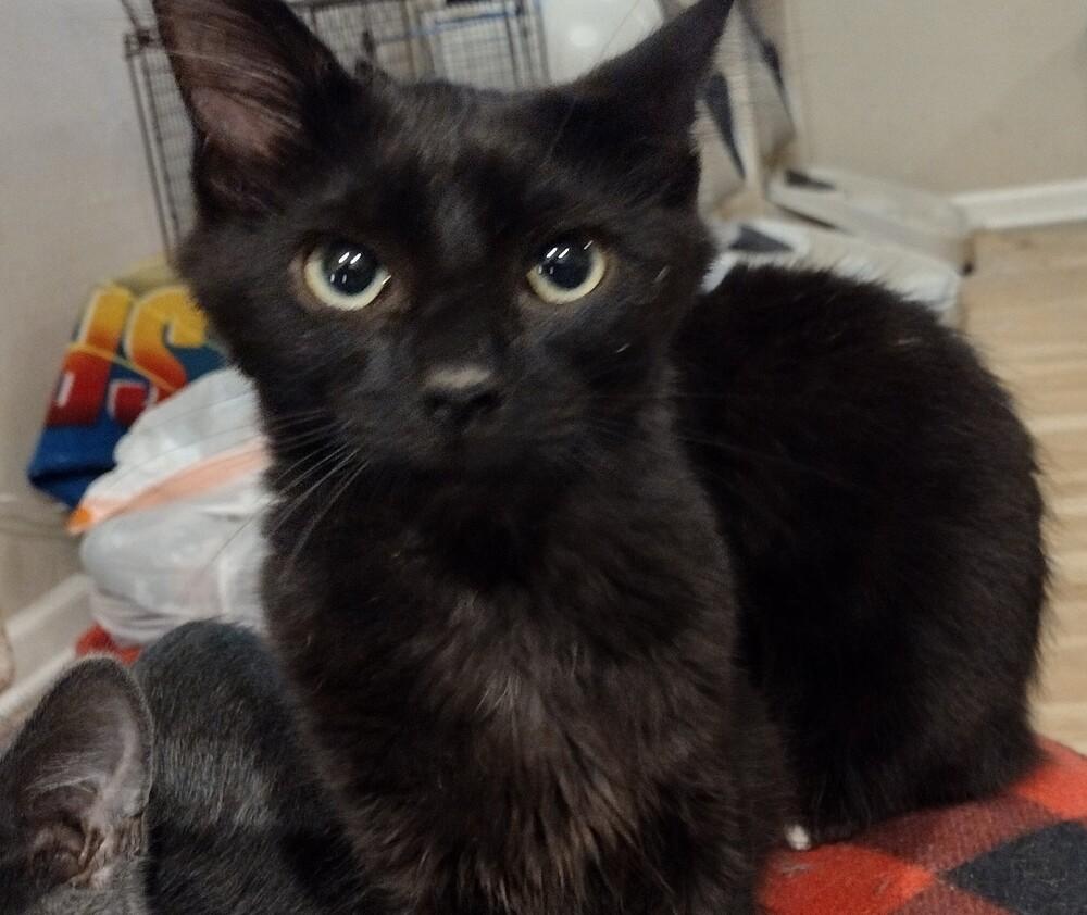 Enlarge Frisco, a Adoptable Domestic Medium Hair in Salinas, CA image 5/6