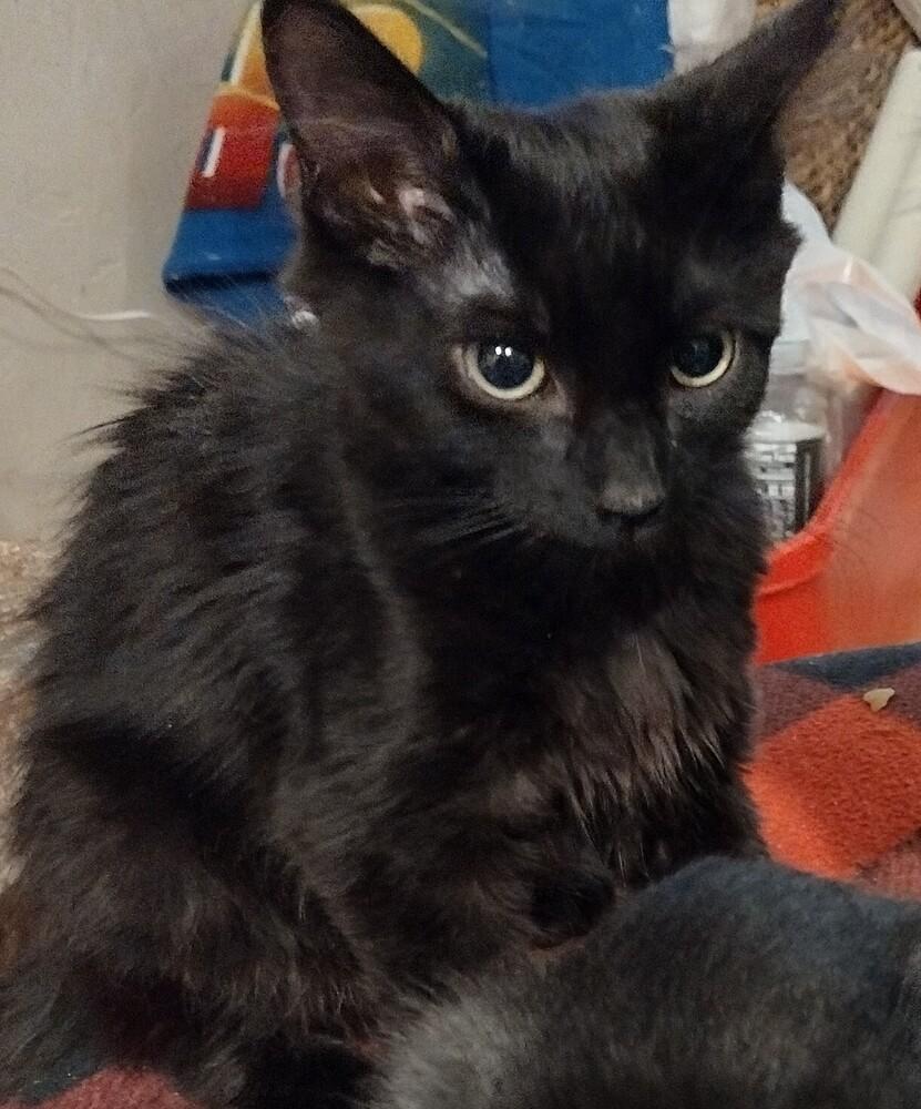 Enlarge Frisco, a Adoptable Domestic Medium Hair in Salinas, CA image 6/6