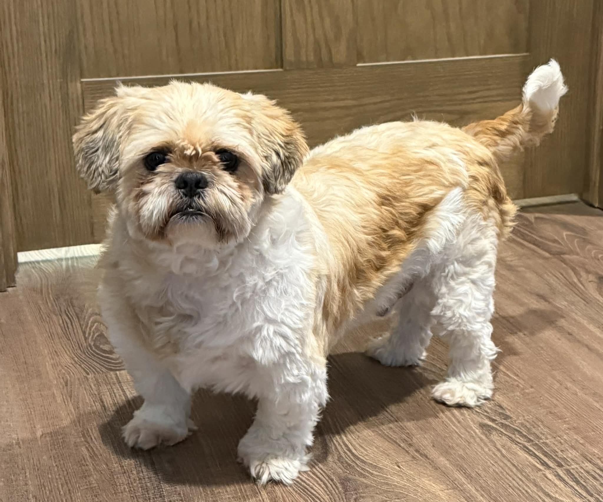 Enlarge Turbo, a ADOPTABLE Shih Tzu in North Freedom, WI image 4/5