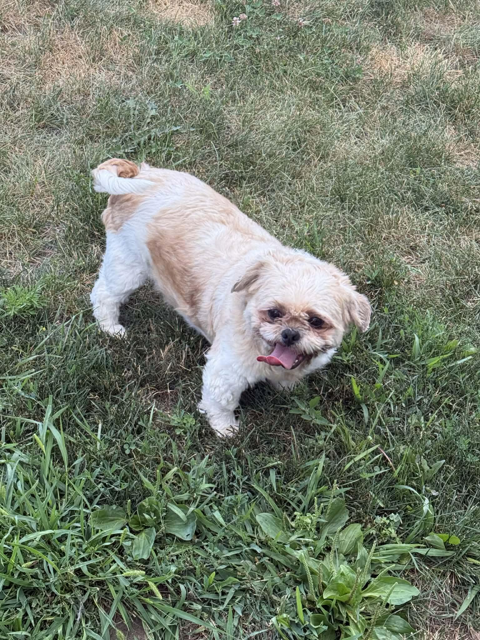 Enlarge Turbo, a ADOPTABLE Shih Tzu in North Freedom, WI image 3/5