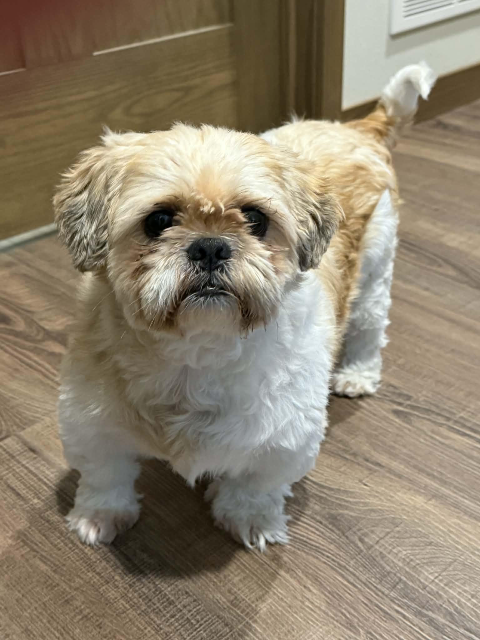 Enlarge Turbo, a ADOPTABLE Shih Tzu in North Freedom, WI image 2/5
