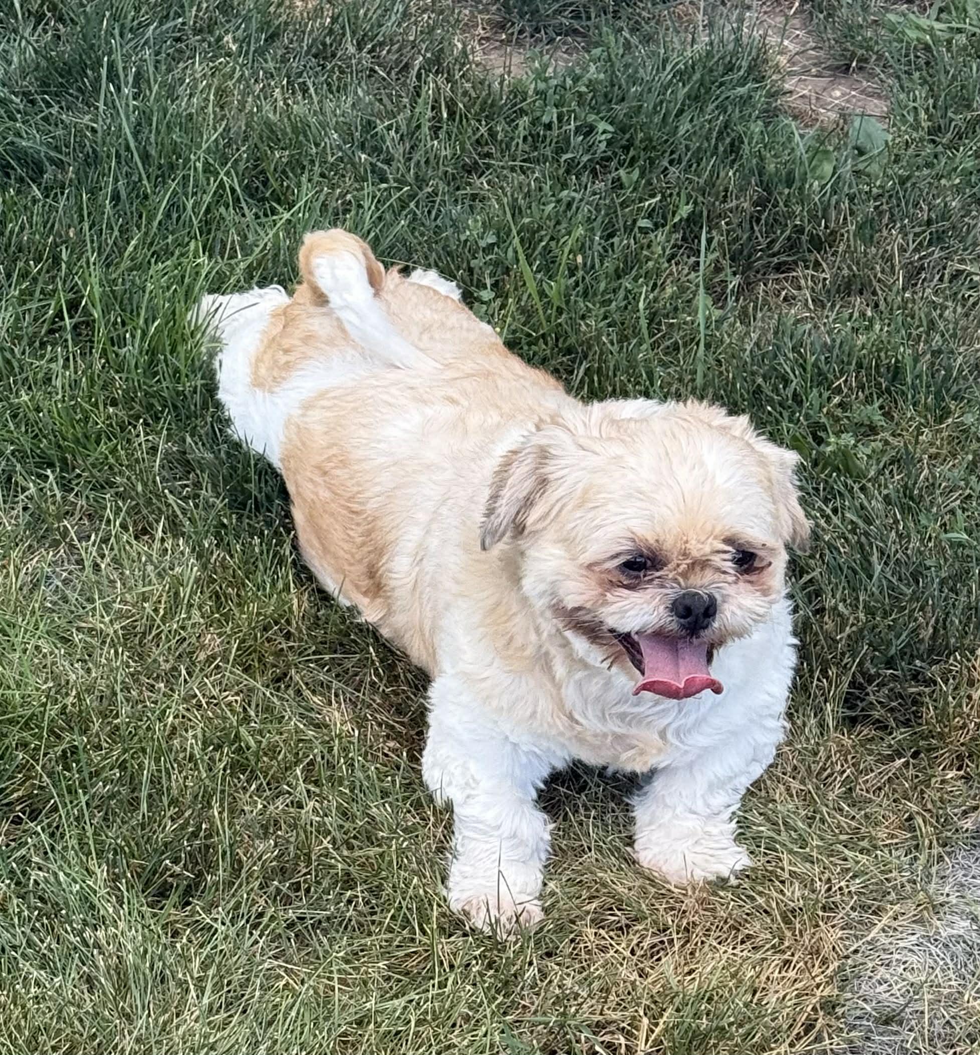 Enlarge Turbo, a ADOPTABLE Shih Tzu in North Freedom, WI image 5/5