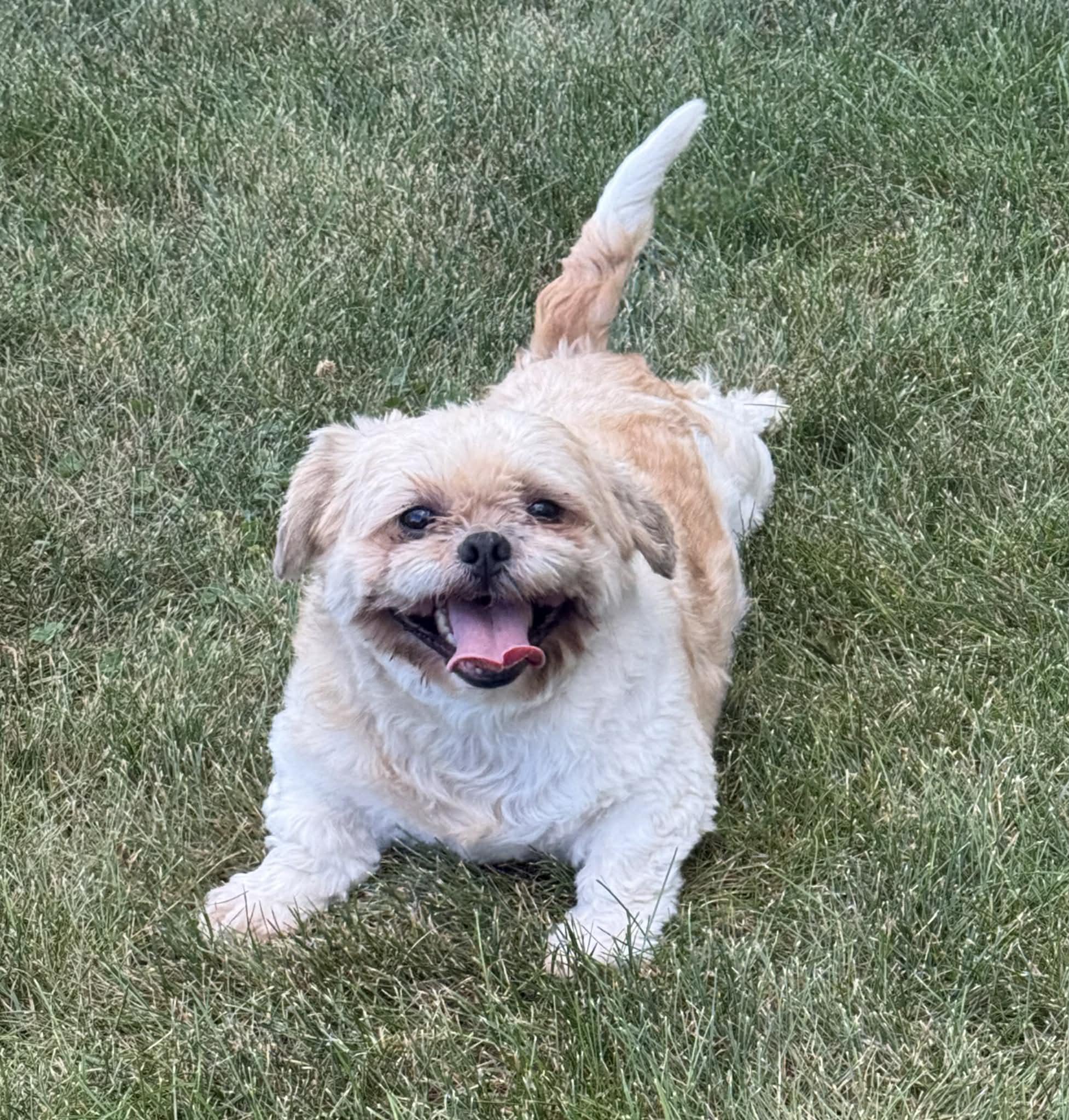 Turbo, ADOPTABLE, Adult Male Shih Tzu.
