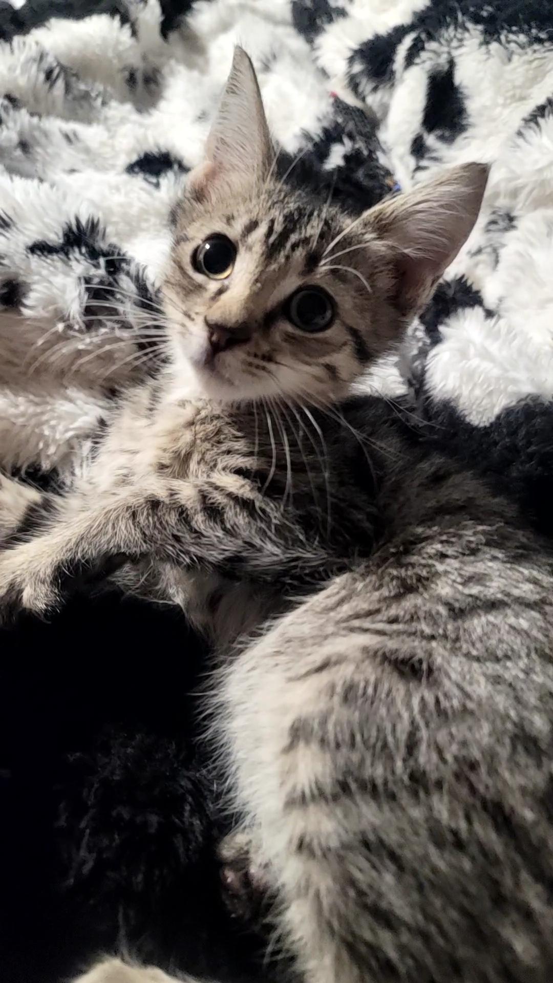 Max, Adopted, Kitten Male Domestic Short Hair.