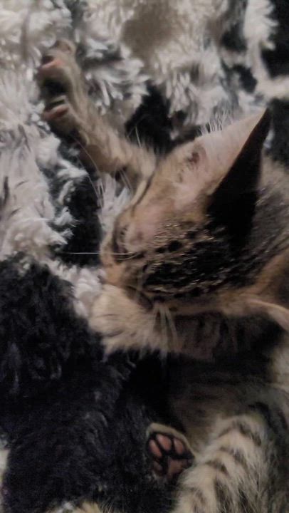 Enlarge Max, a Adopted Domestic Short Hair in Richmond, MO video 2/2