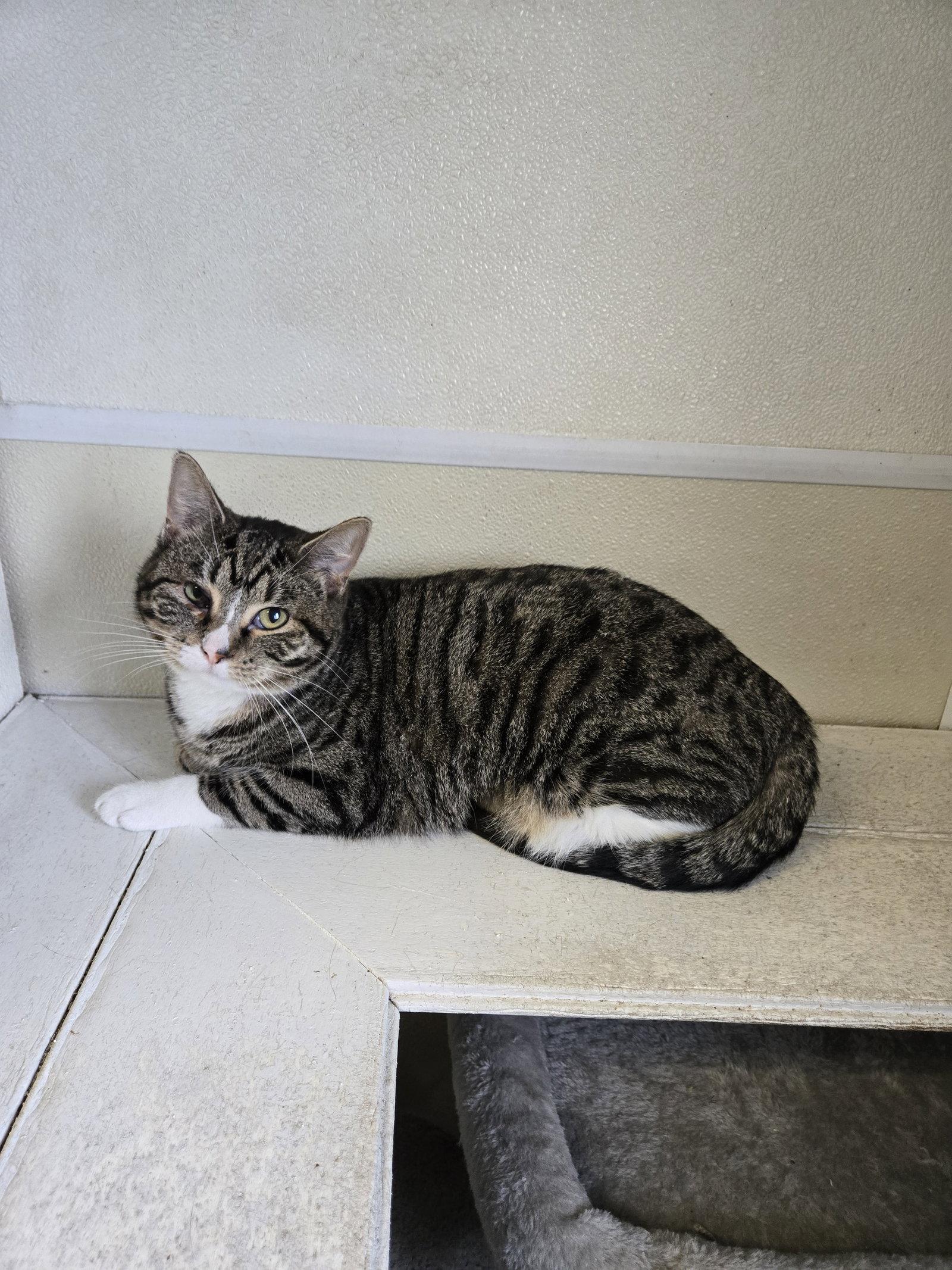 Zazzy, Adoptable, Adult Female Tabby.