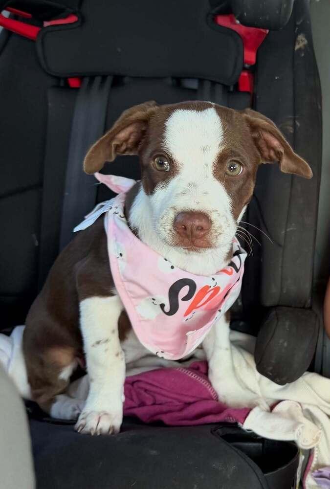 Jeni, Adoptable, Puppy Female Border Collie.